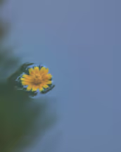 flower-background